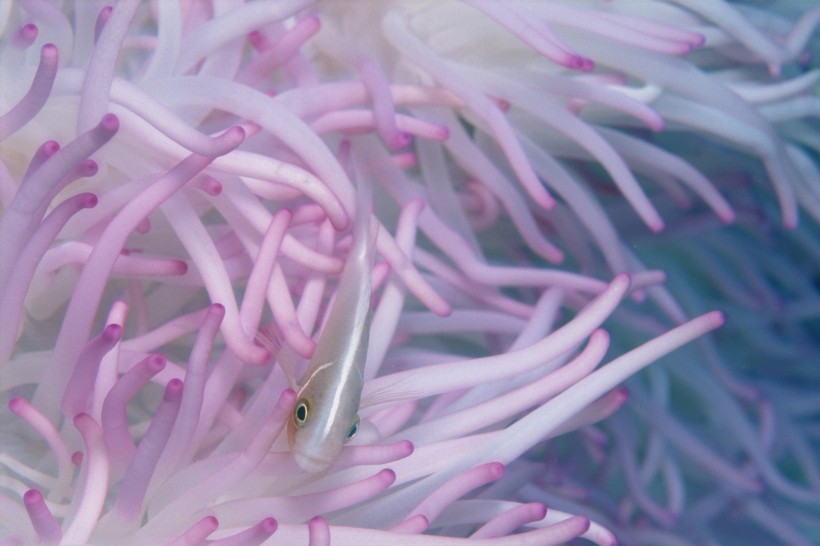 海底海藻圖片