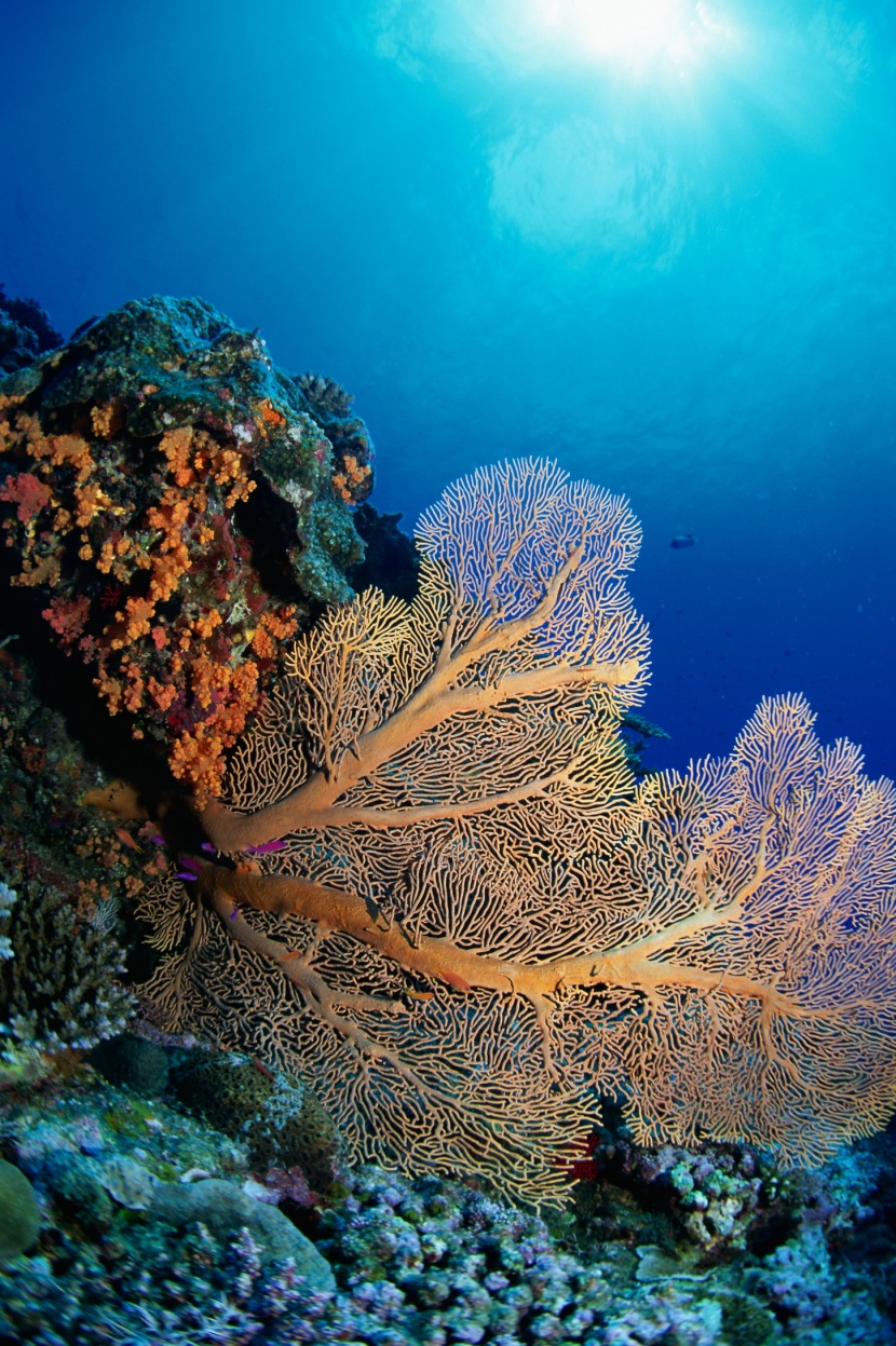 海底海藻圖片