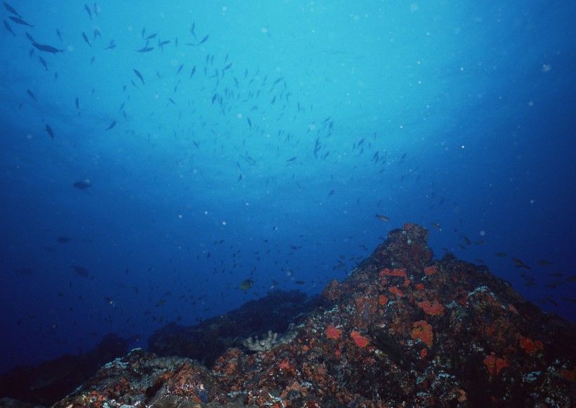 海底生物圖片