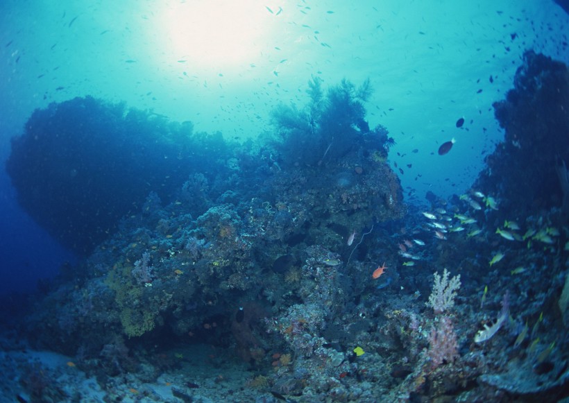 海底生物圖片