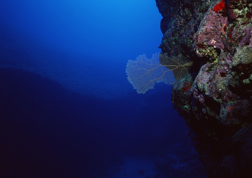 海底生物圖片