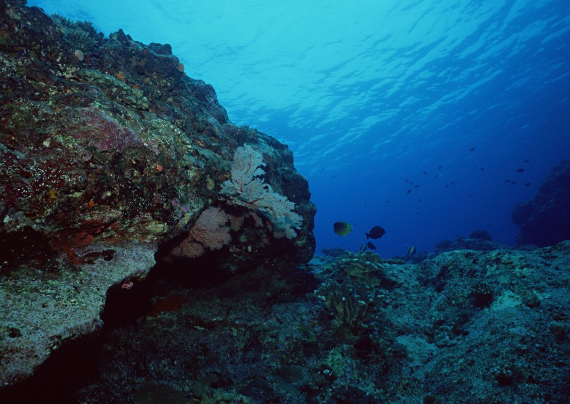 海底生物圖片