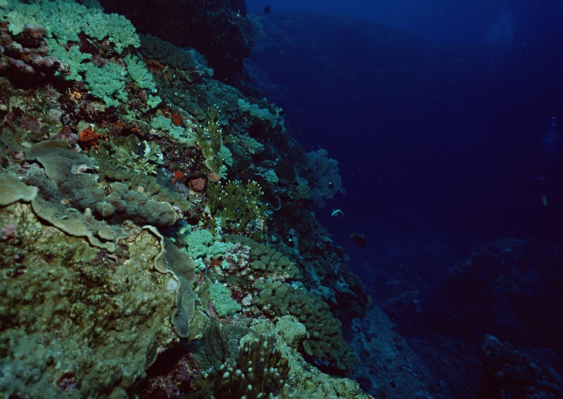 海底生物圖片