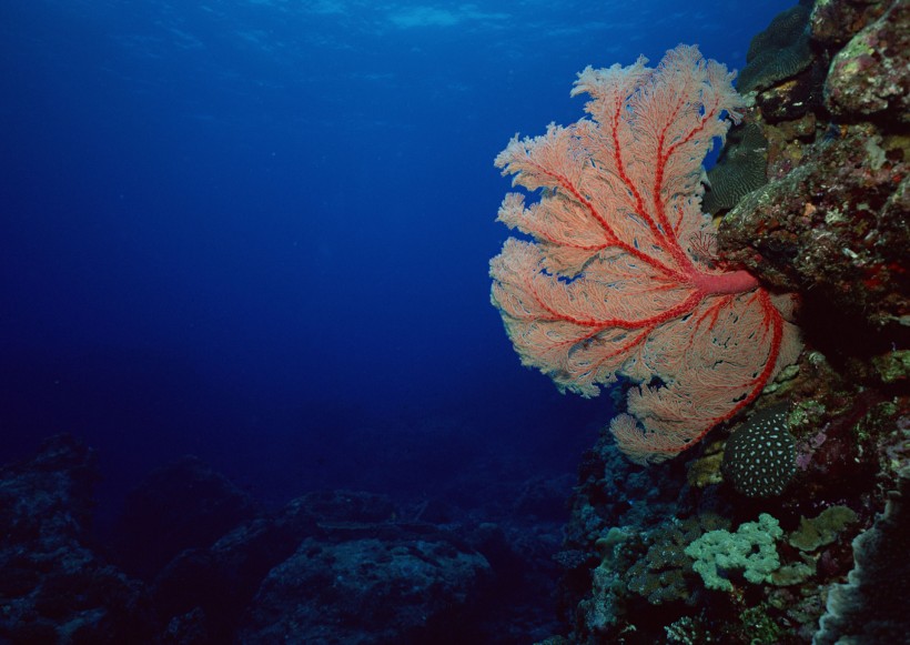 海底生物圖片