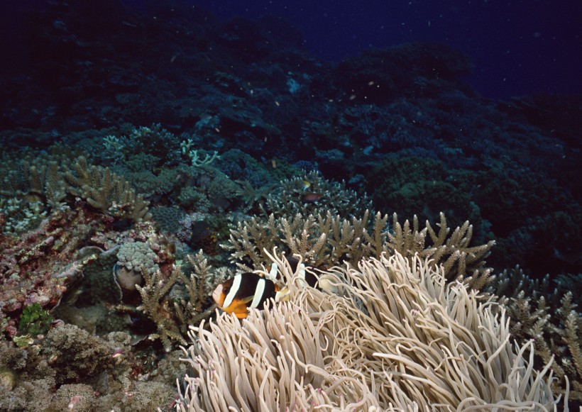 海底生物圖片