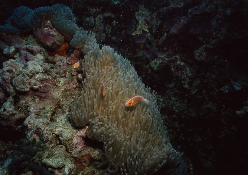 海底生物圖片