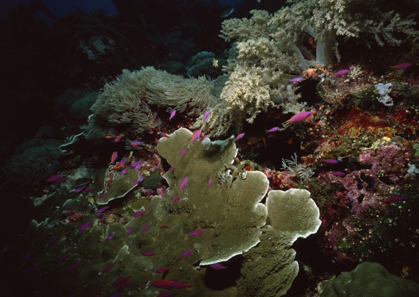 海底生物圖片