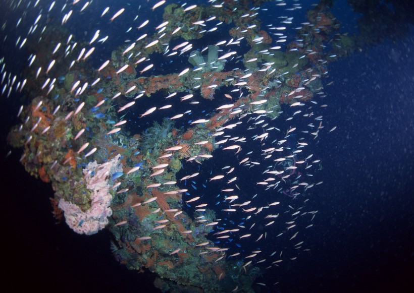 海底生物圖片