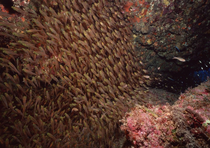 海底生物圖片