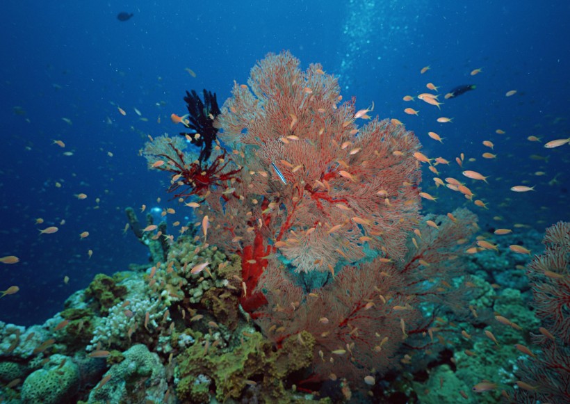 海底生物圖片