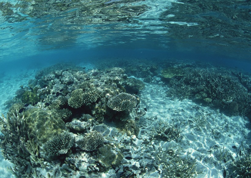 海底生物圖片