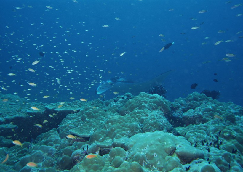 海底生物圖片