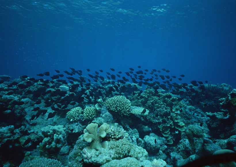 海底生物圖片