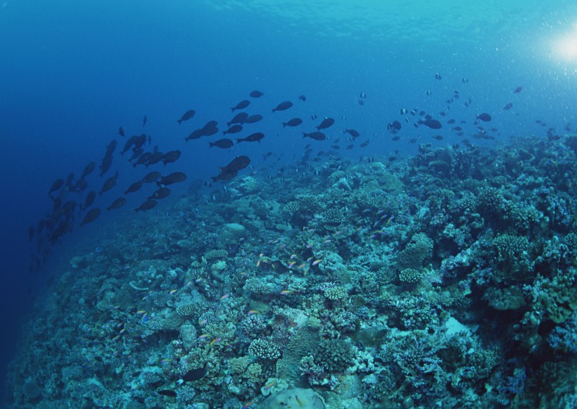 海底生物圖片