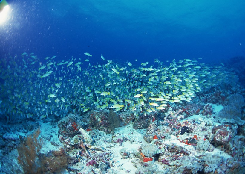 海底生物圖片