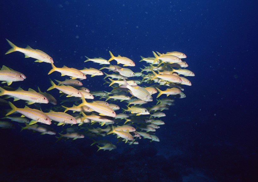 海底生物圖片