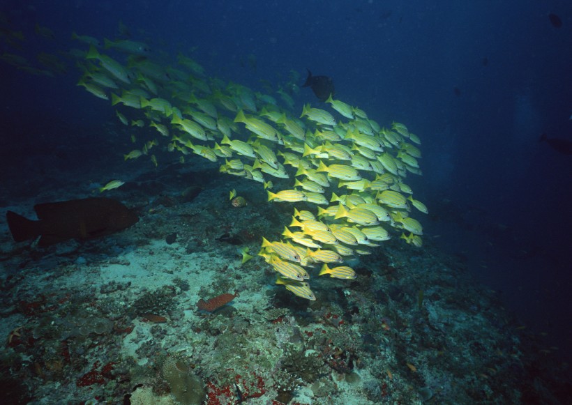 海底生物圖片