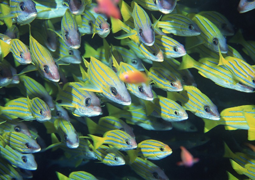 海底生物圖片