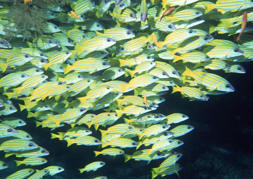 海底生物圖片