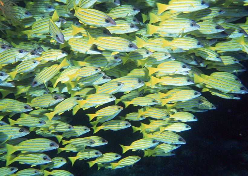 海底生物圖片