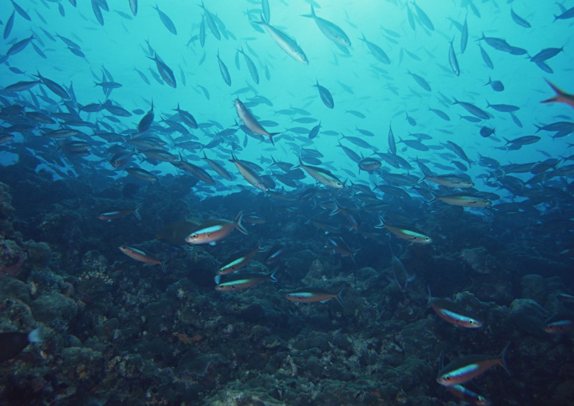 海底生物圖片