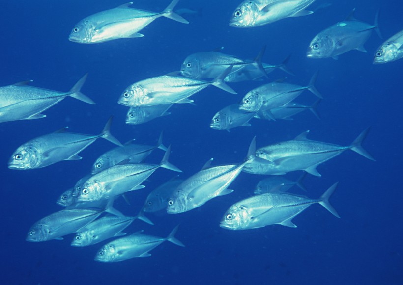 海底生物圖片