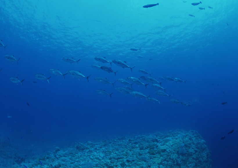 海底生物圖片