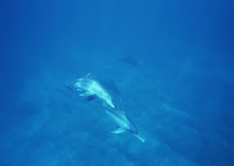 海底生物圖片