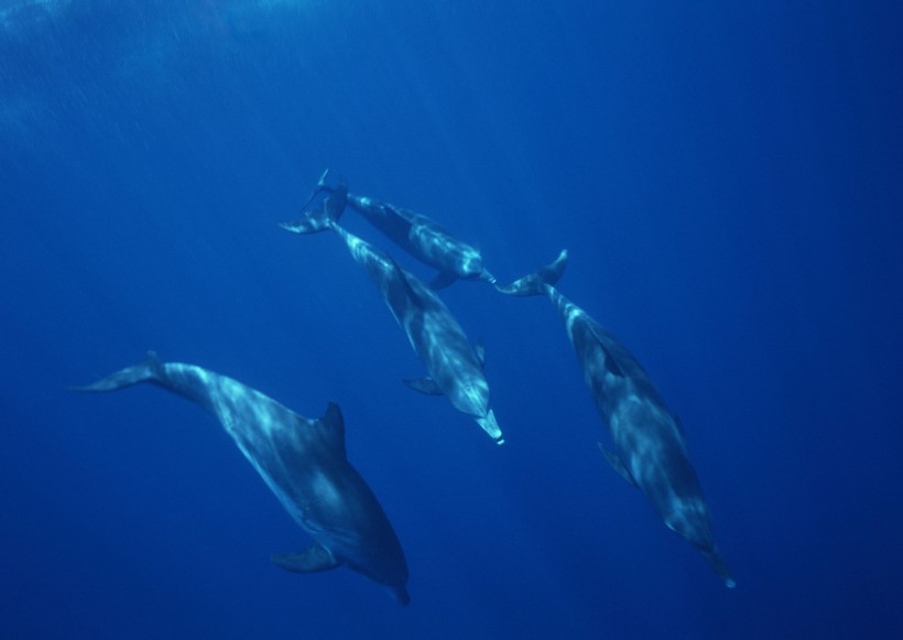 海底生物圖片