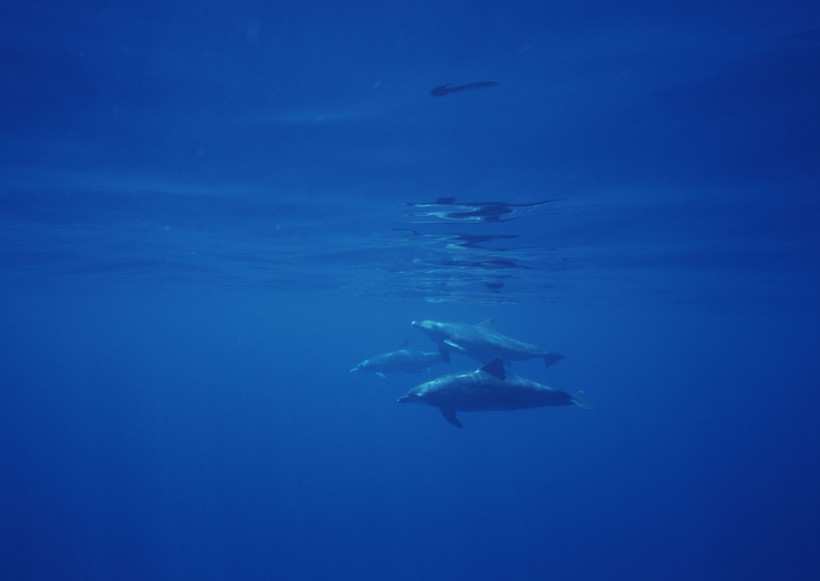 海底生物圖片