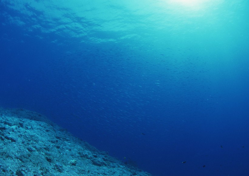 海底生物圖片