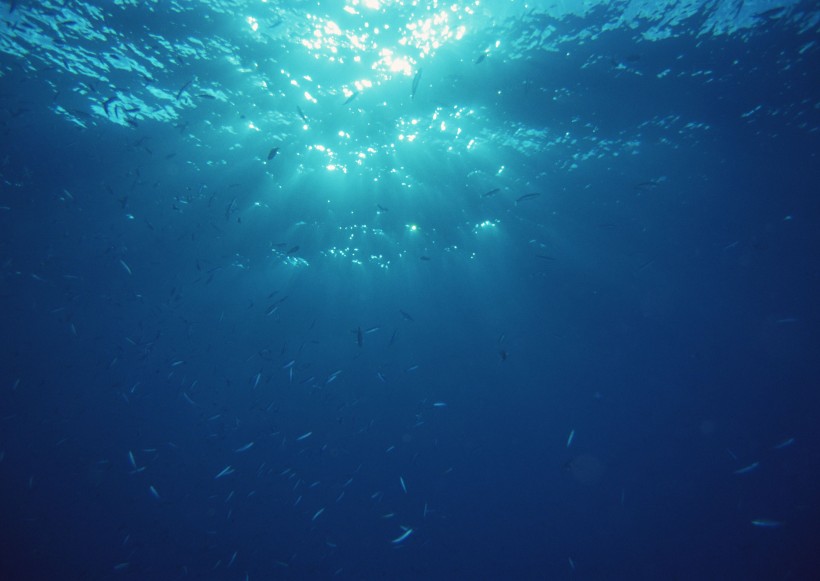 海底生物圖片