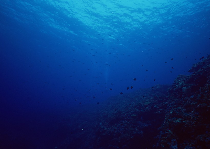 海底生物圖片