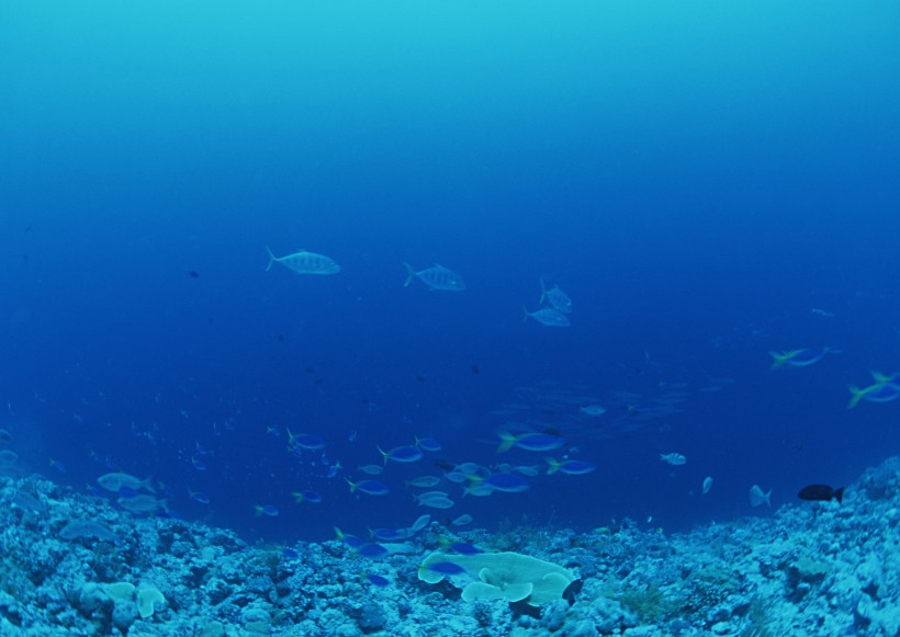 海底生物圖片