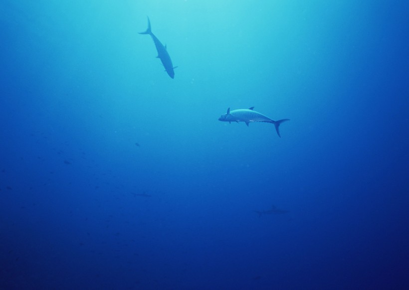 海底生物圖片