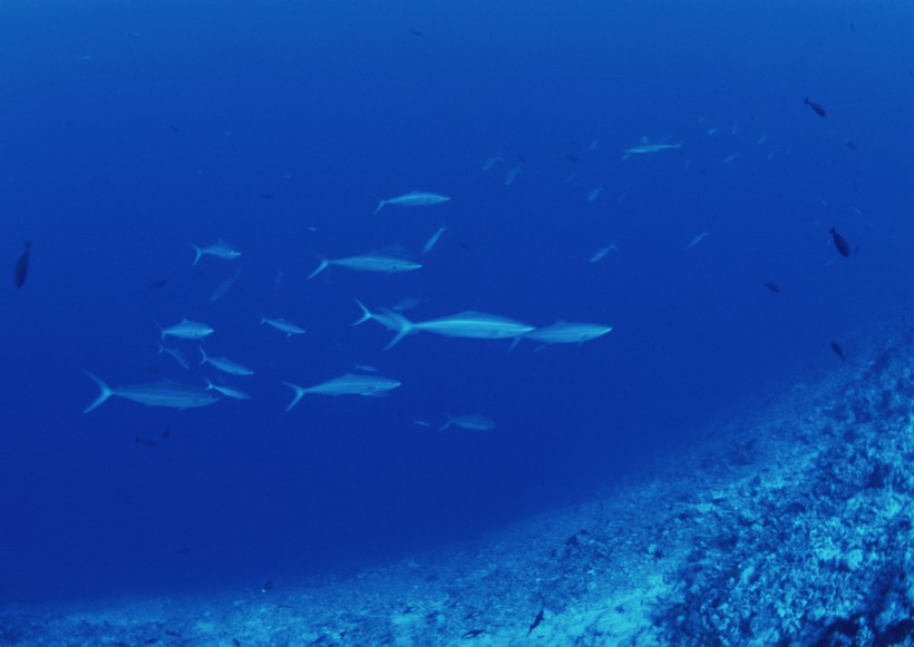 海底生物圖片