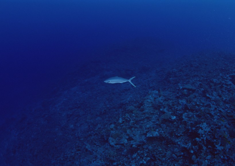 海底生物圖片