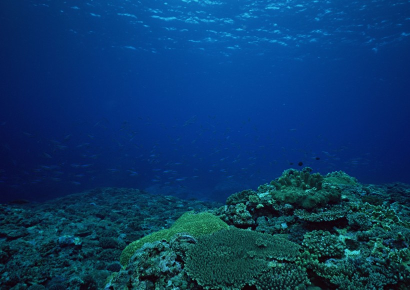 海底生物圖片