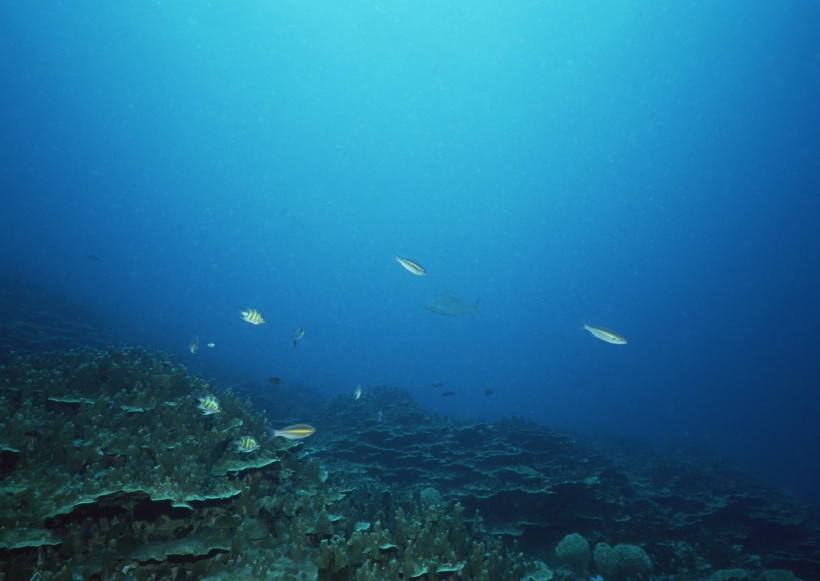 海底生物圖片