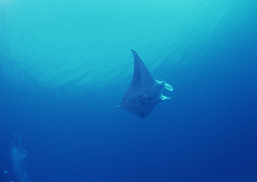 海底生物圖片