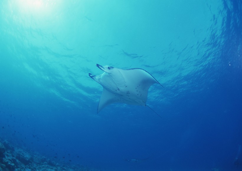 海底生物圖片