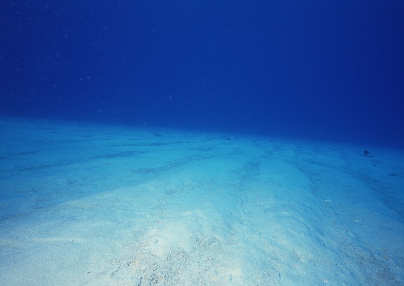 海底生物圖片