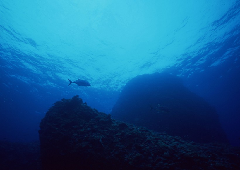 海底生物圖片