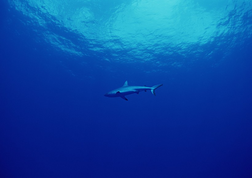 海底生物圖片