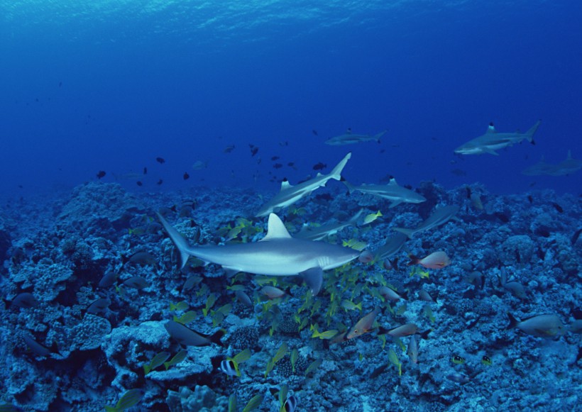 海底生物圖片