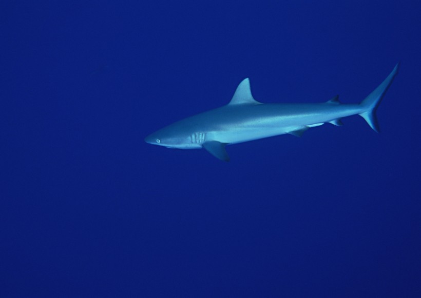 海底生物圖片