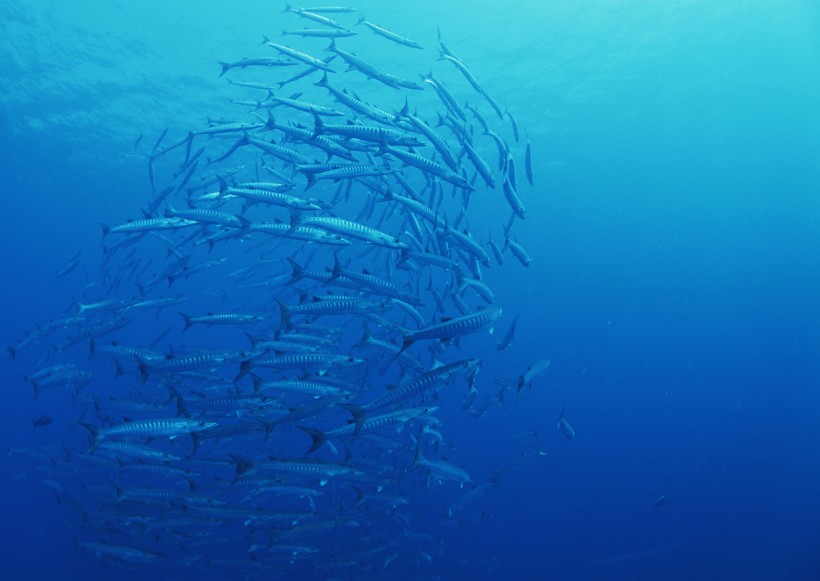 海底生物圖片