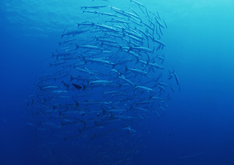 海底生物圖片