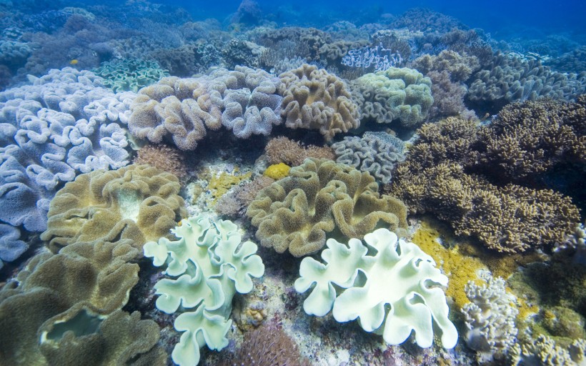 海底世界圖片14