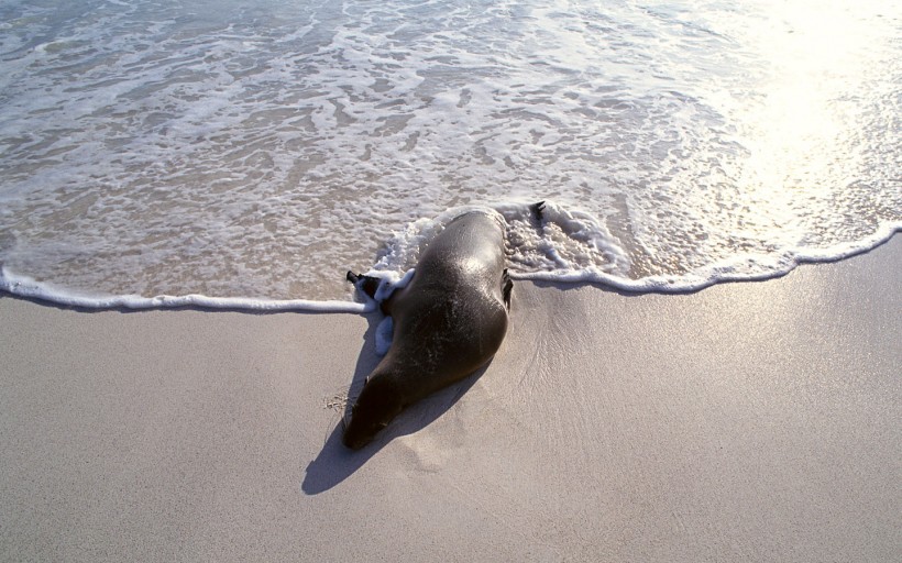 海獅圖片